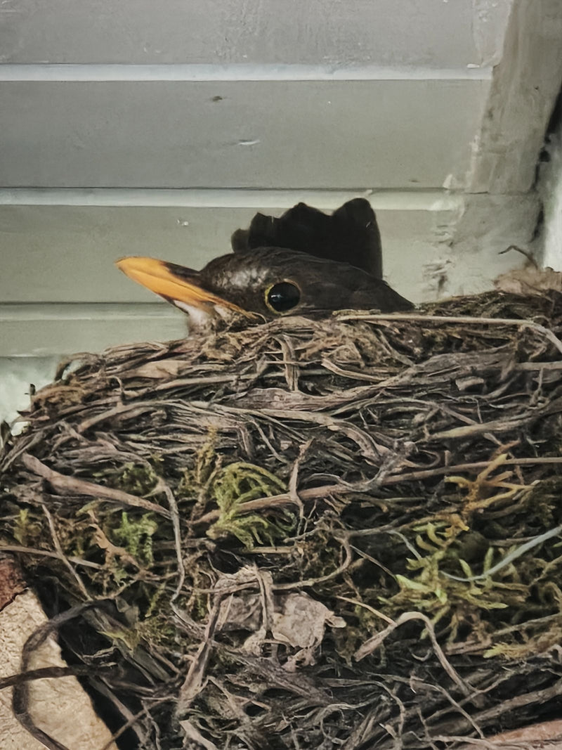 Amsel — Bild 5