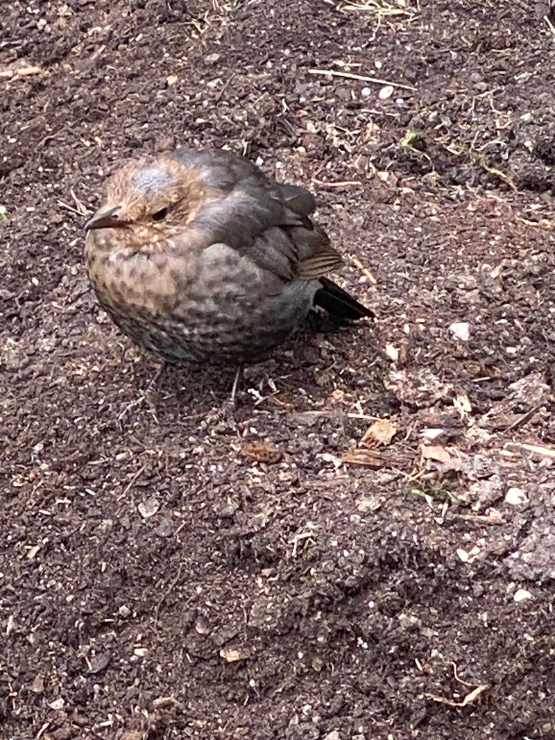 Amsel — Bild 1