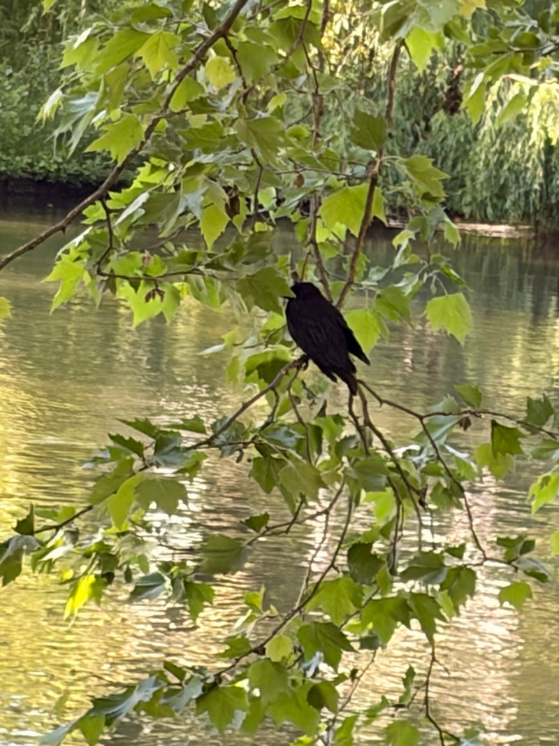 Amsel — Bild 4