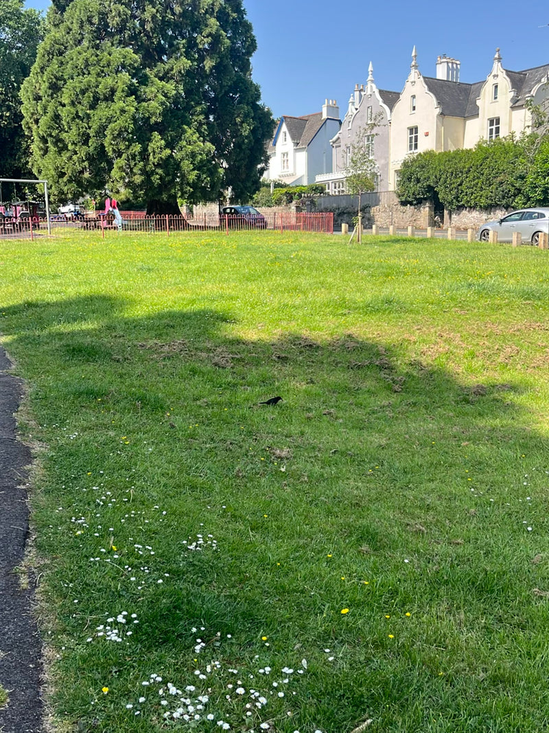 Amsel — Bild 4