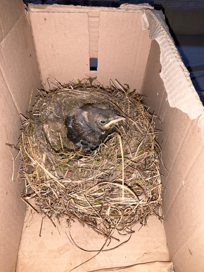 Amsel — Bild 3
