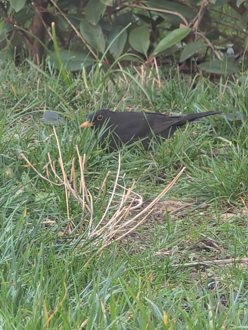 Amsel — Bild 2