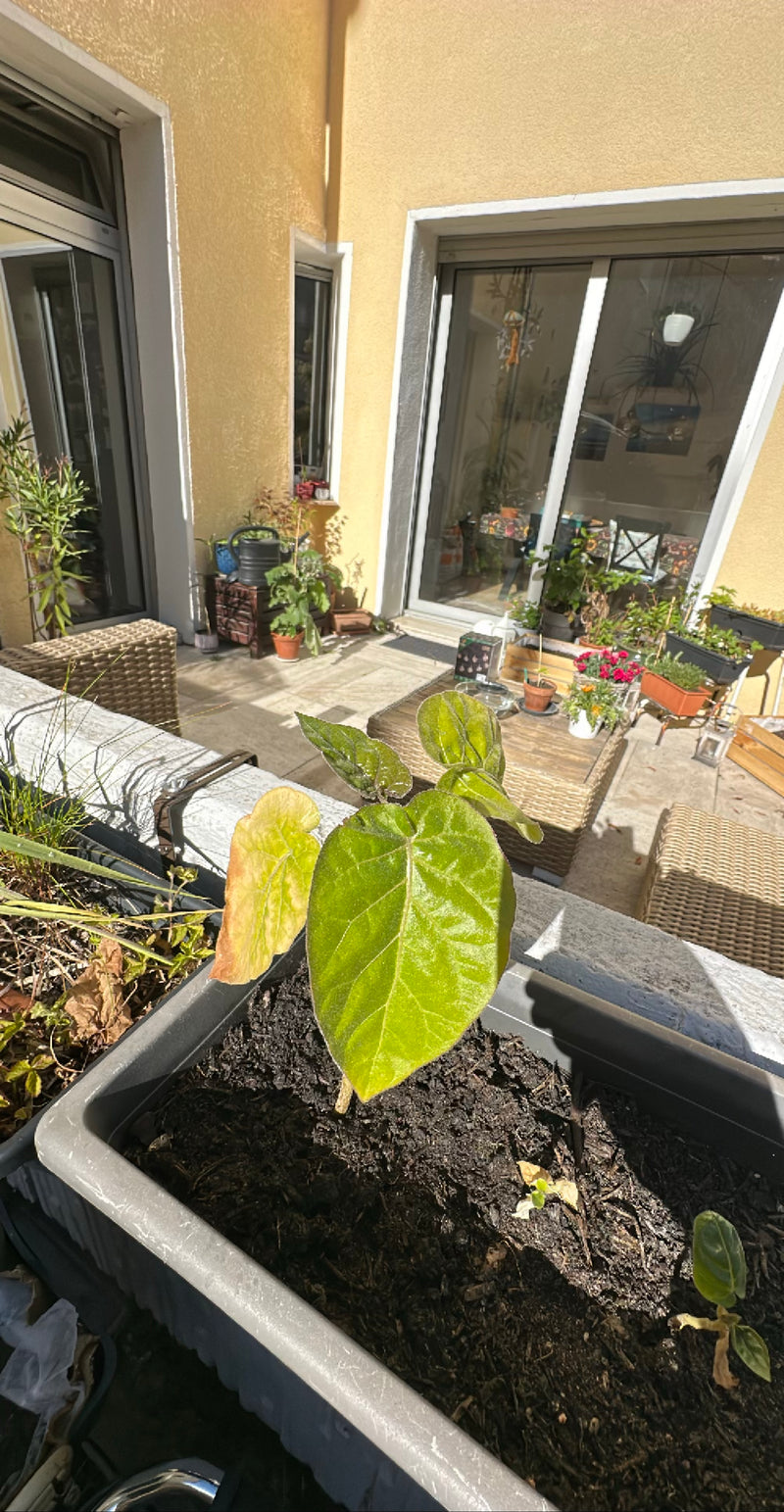 Physalis — Bild 1