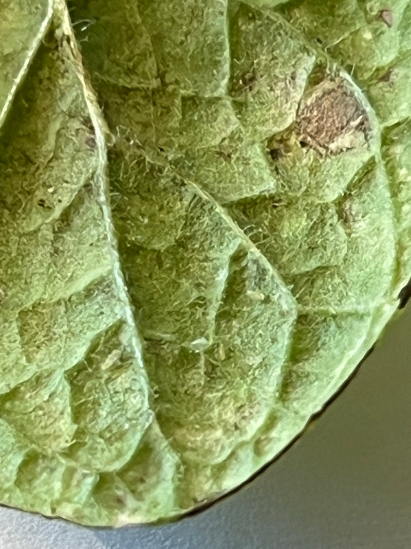 Physalis — Bild 2