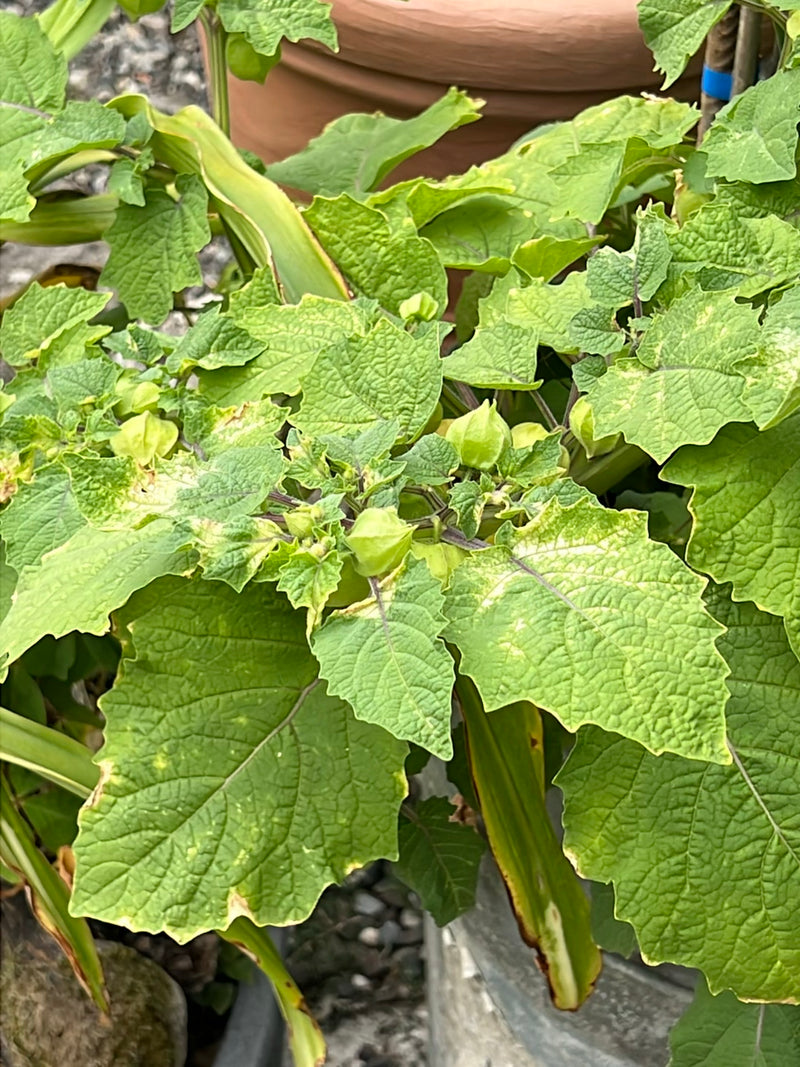 Physalis — Bild 1