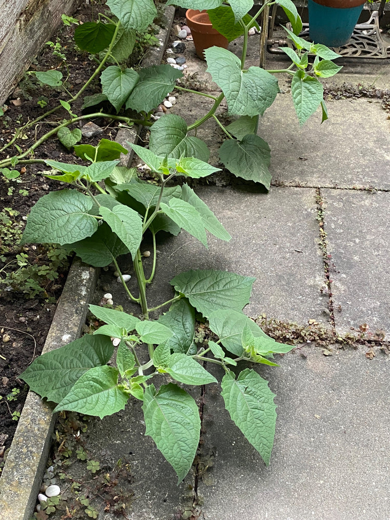 Eine junge Physalis-Pflanze wächst in einem Beetrand entlang gepflasterter Gartenplatten.