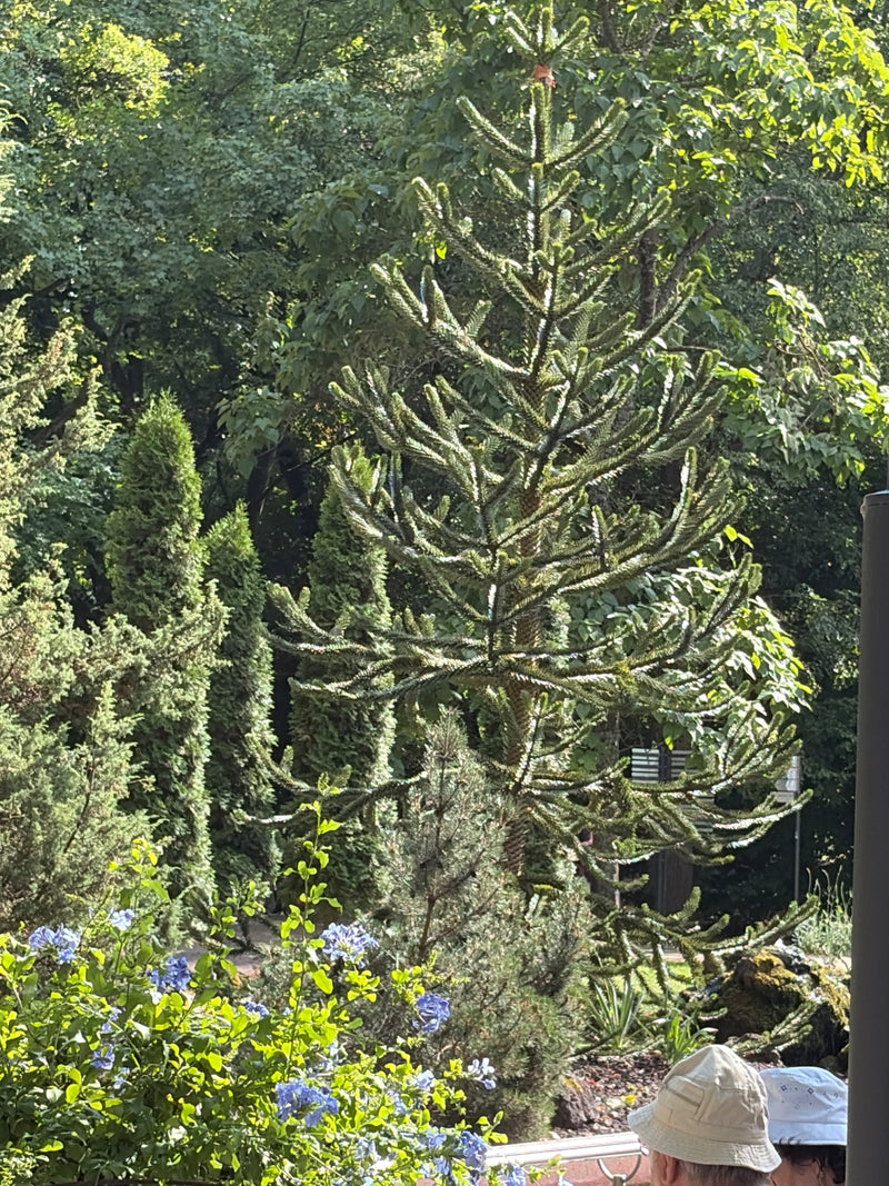 Andentanne — Bild 1