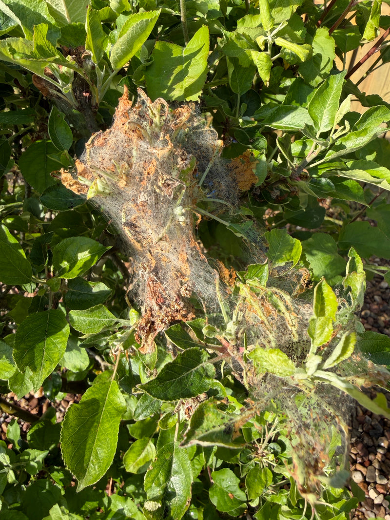 Apfelbaum-Gespinstmotte — Bild 1