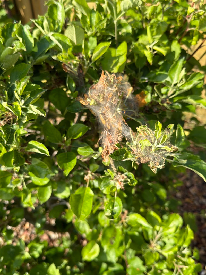 Apfelbaum-Gespinstmotte — Bild 2