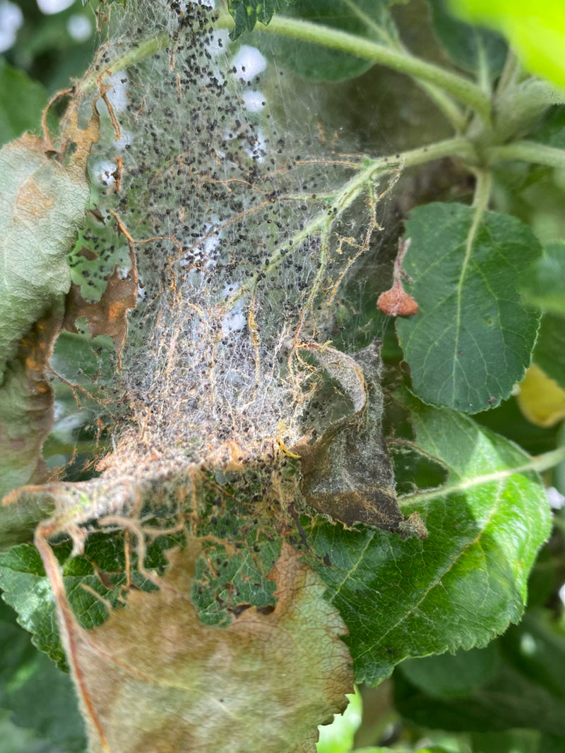 Apfelbaum-Gespinstmotte — Bild 3