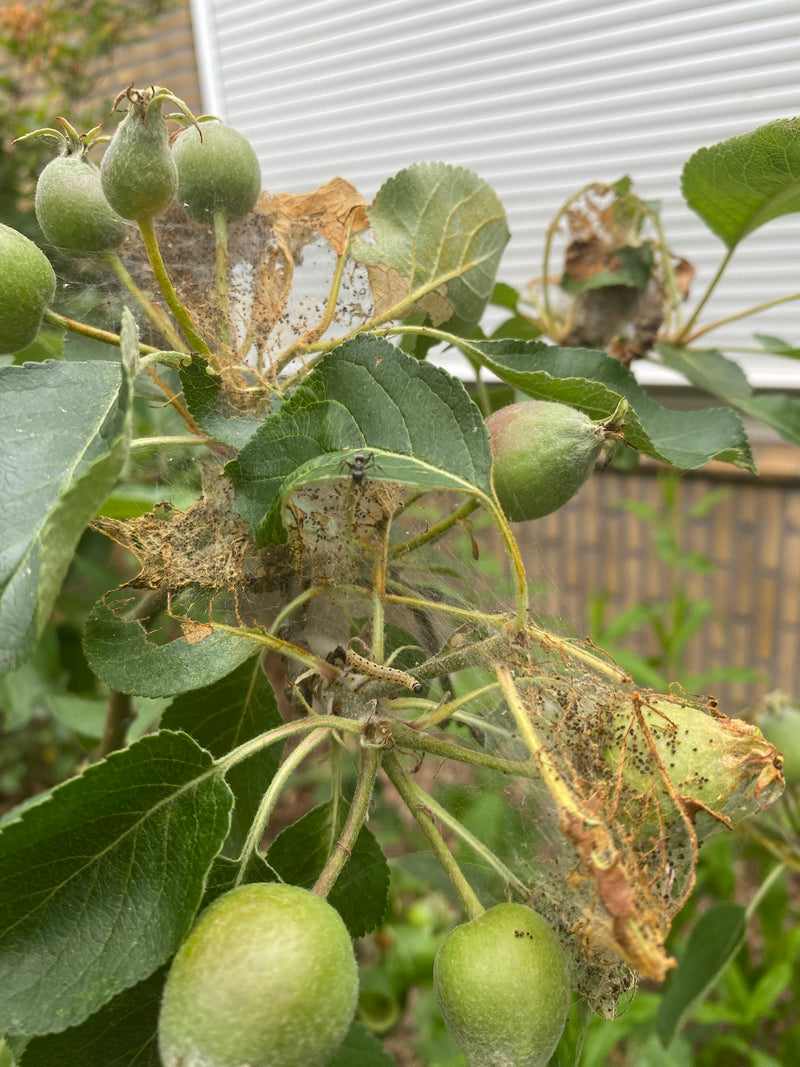 Apfelbaum-Gespinstmotte — Bild 5