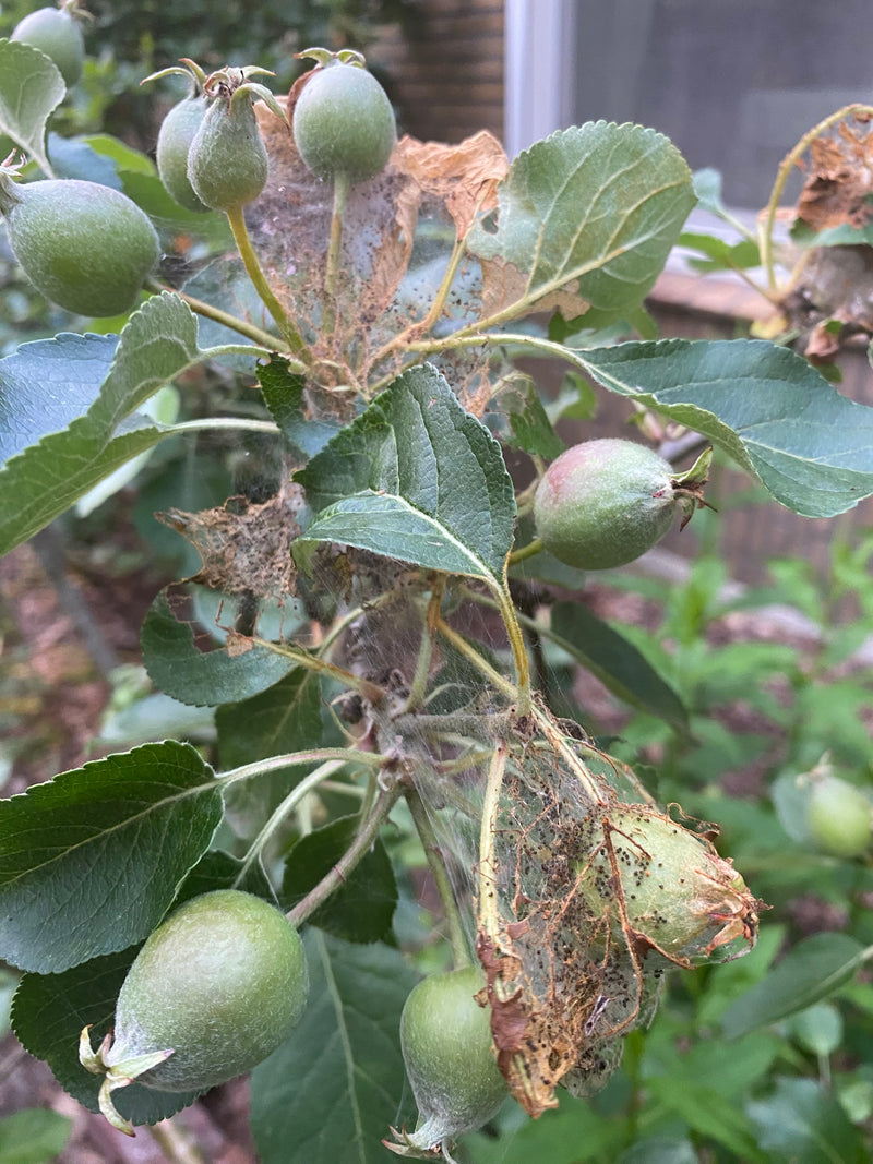 Apfelbaum-Gespinstmotte — Bild 4