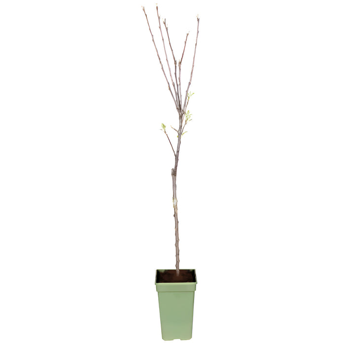 Melo 'Malurte Domestica Elstar' - Ø19cm - ↕60cm