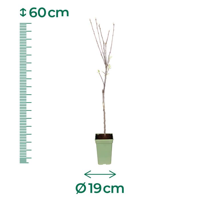 Melo 'Malurte Domestica Elstar' - Ø19cm - ↕60cm