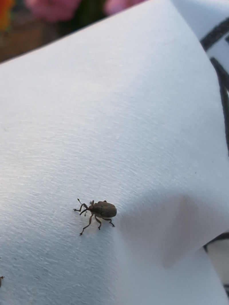 Ein Apfelblütenstecher sitzt auf einer hellen, glatten Oberfläche. Das Inekt ist gut erkennbar.