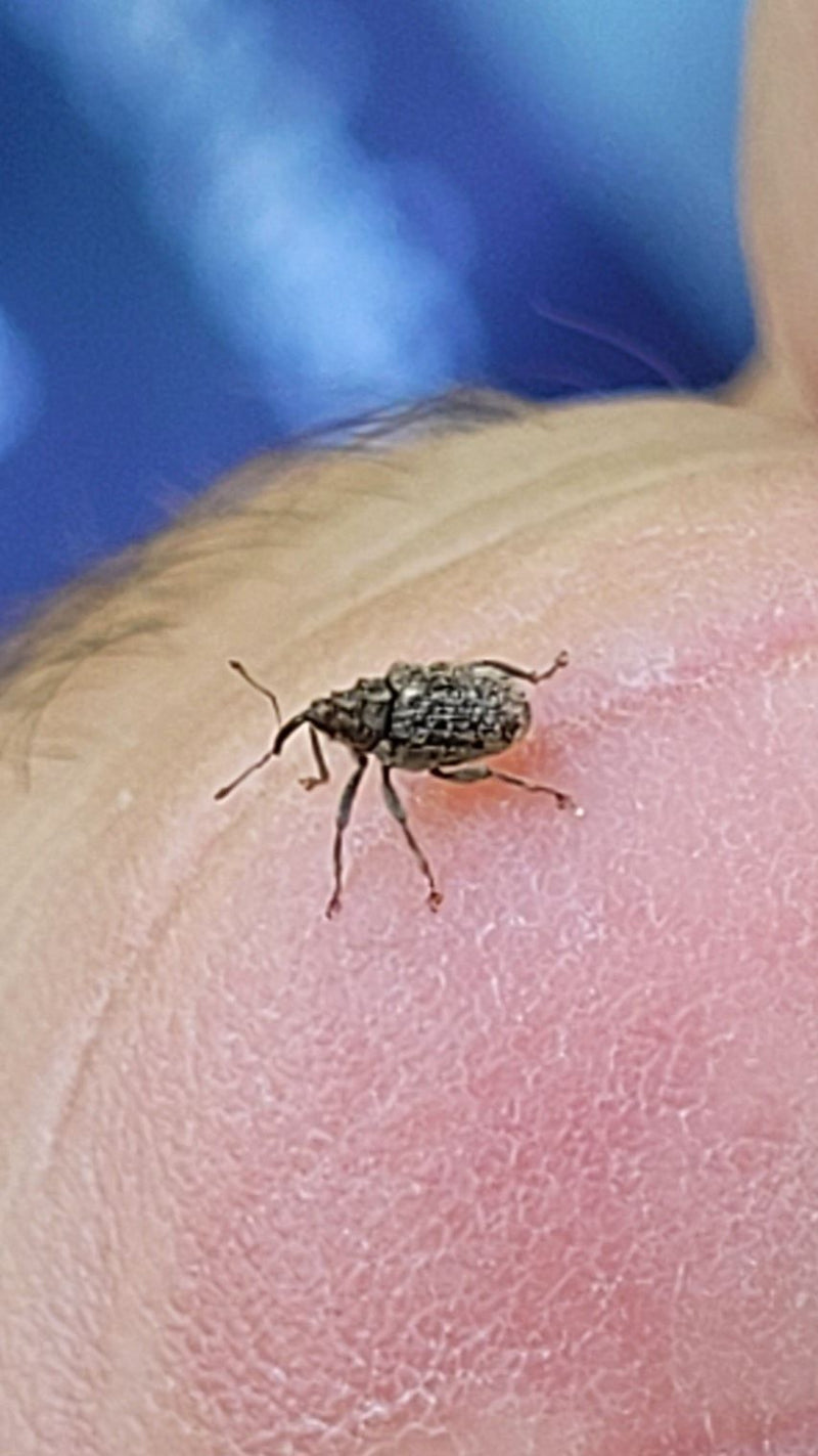 Ein Apfelblütenstecher sitzt auf menschlicher Haut. Das Insektenexemplar ist detailreich von der Seite zu sehen.