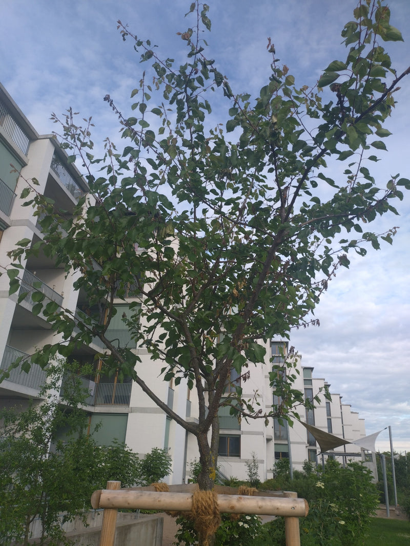 Aprikose — Bild 1