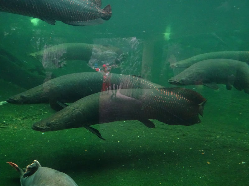 Arapaima — Bild 1