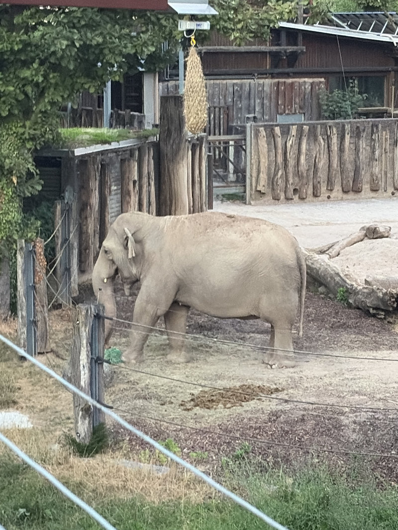 Asiatischer Elefant — Bild 2