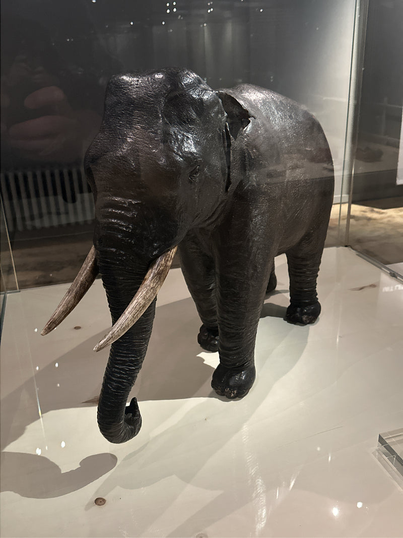Asiatischer Elefant — Bild 4