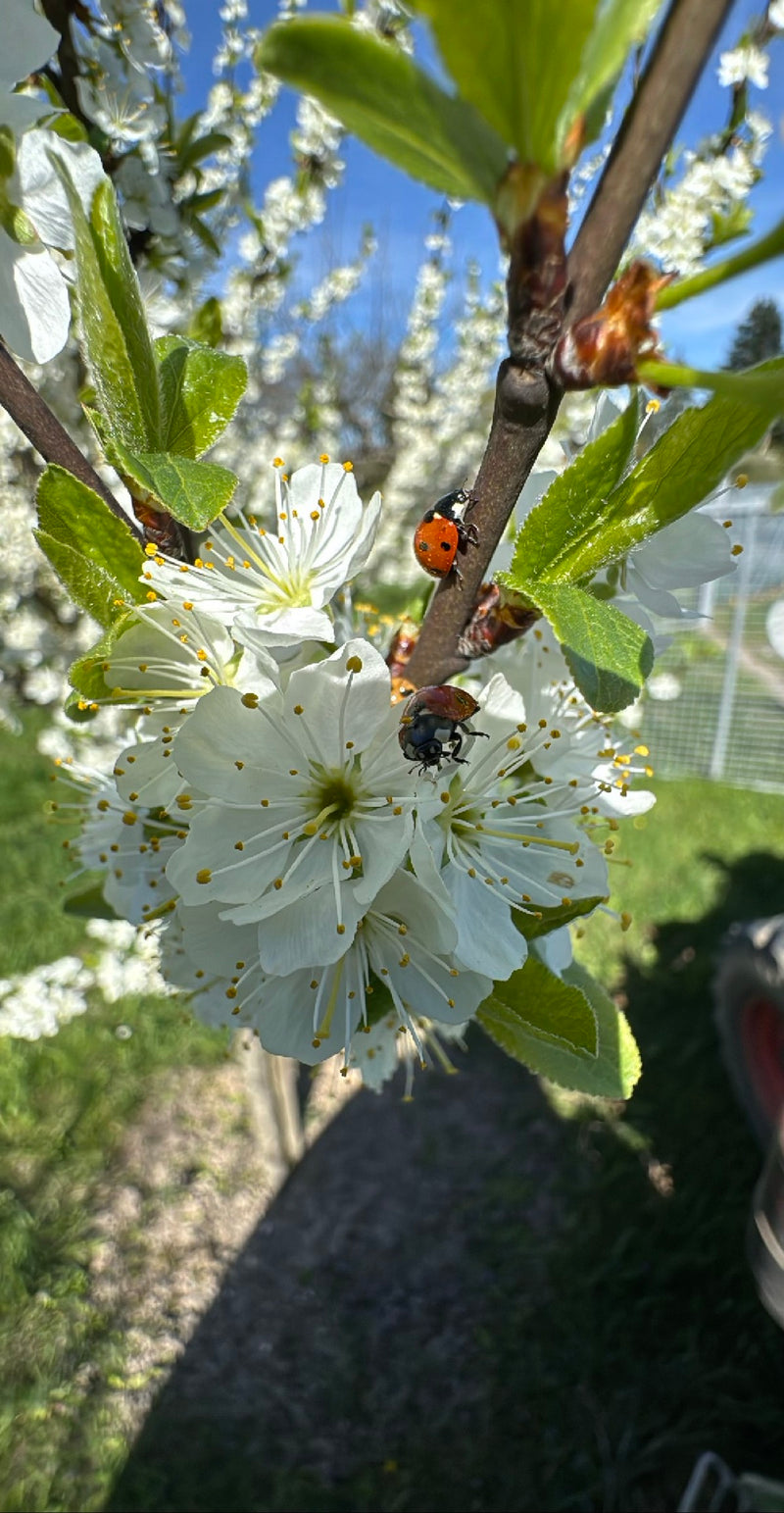 Asiatischer Marienkäfer — Bild 3