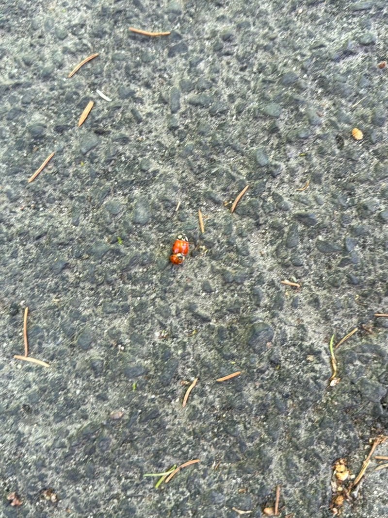 Asiatischer Marienkäfer — Bild 2