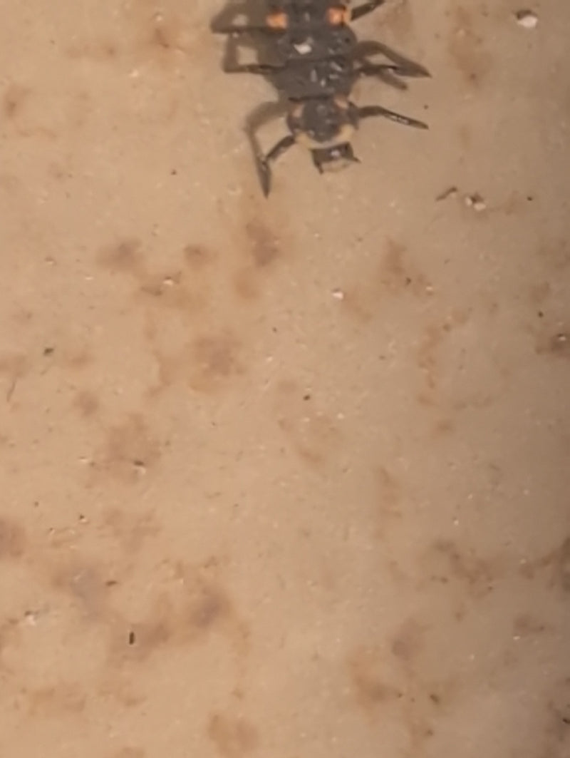 Asiatischer Marienkäfer — Bild 4