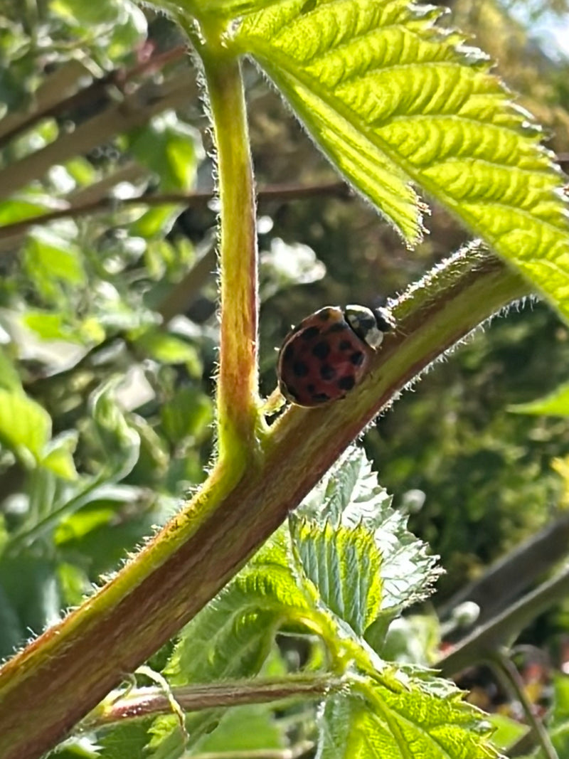 Asiatischer Marienkäfer — Bild 1