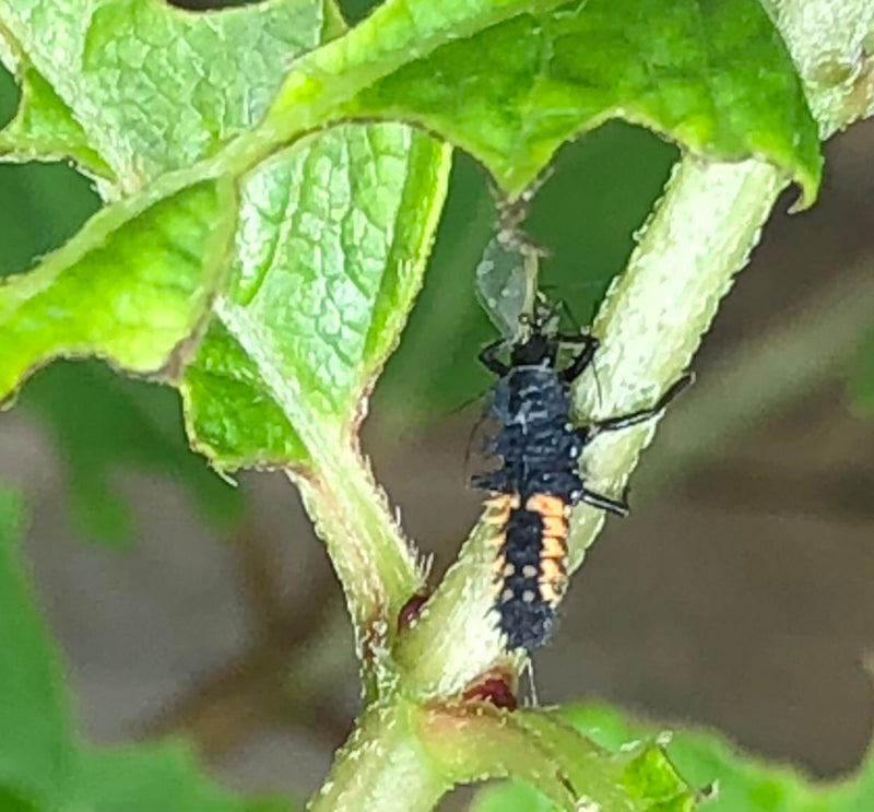Asiatischer Marienkäfer — Bild 5