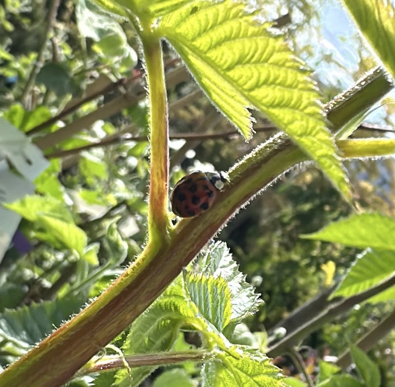 Asiatischer Marienkäfer — Bild 2