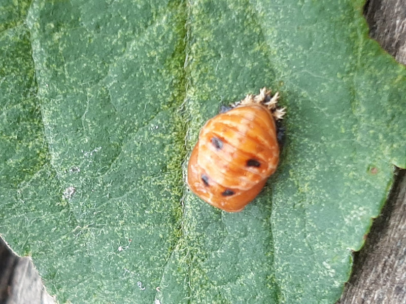 Asiatischer Marienkäfer — Bild 5