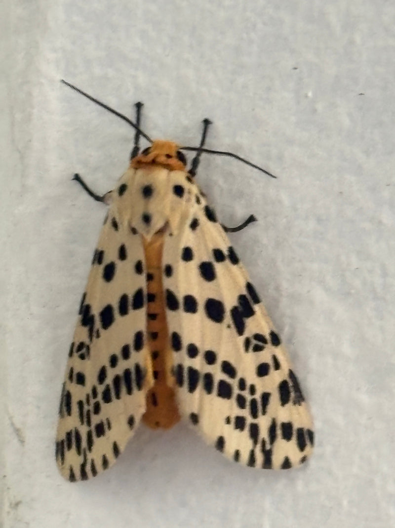Asiatischer Punktbär — Bild 1