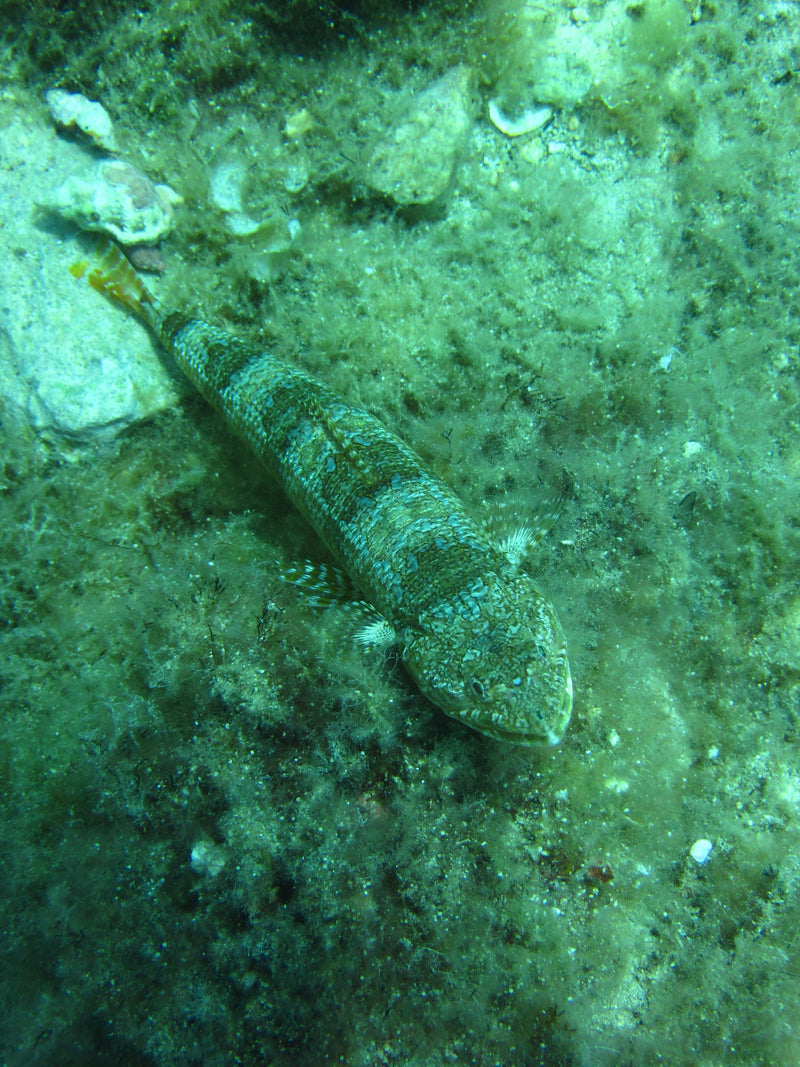 Atlantischer Eidechsenfisch — Bild 1