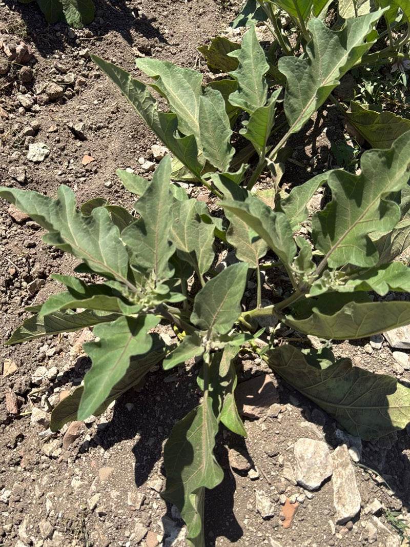 Aubergine — Bild 2