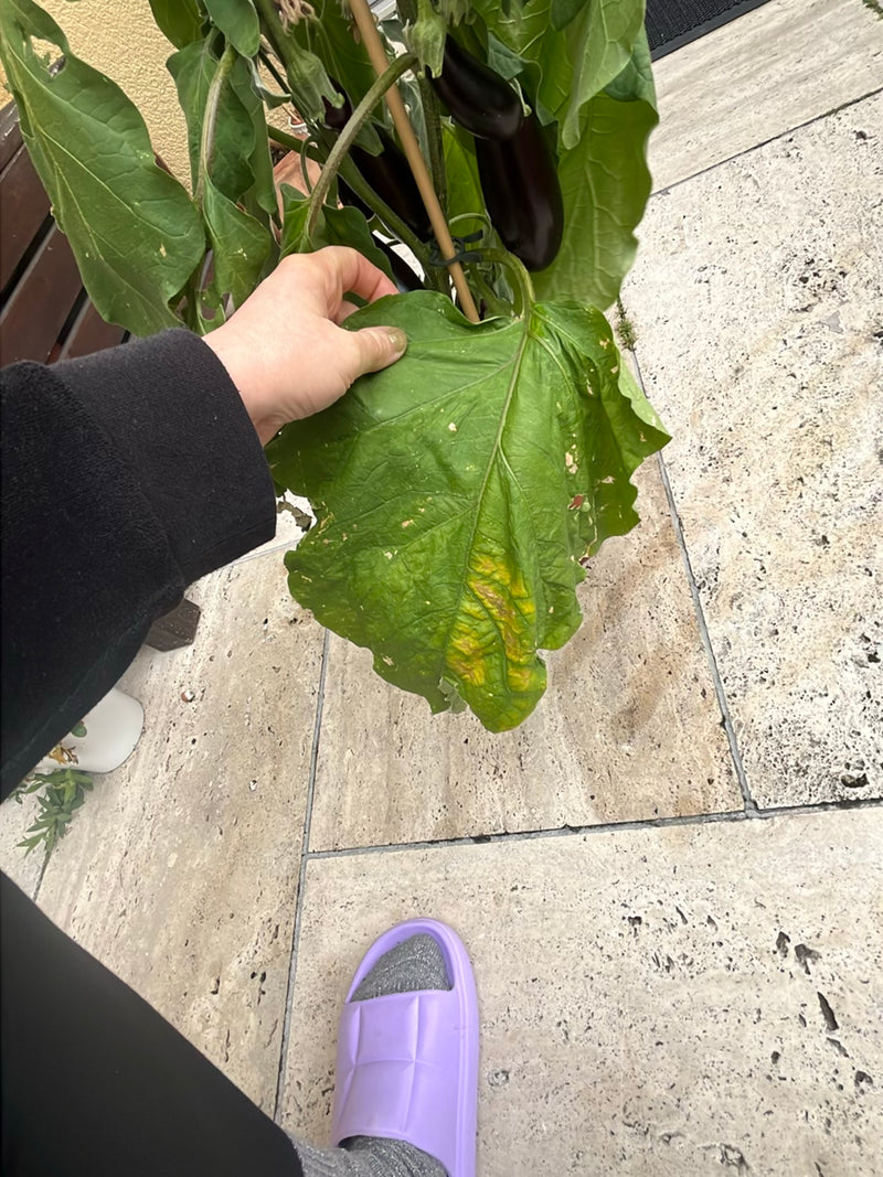 Aubergine — Bild 3