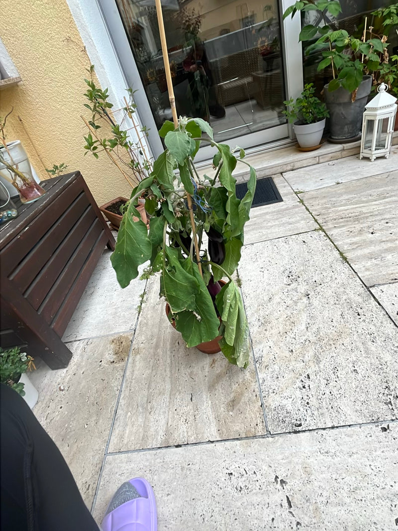 Aubergine — Bild 1