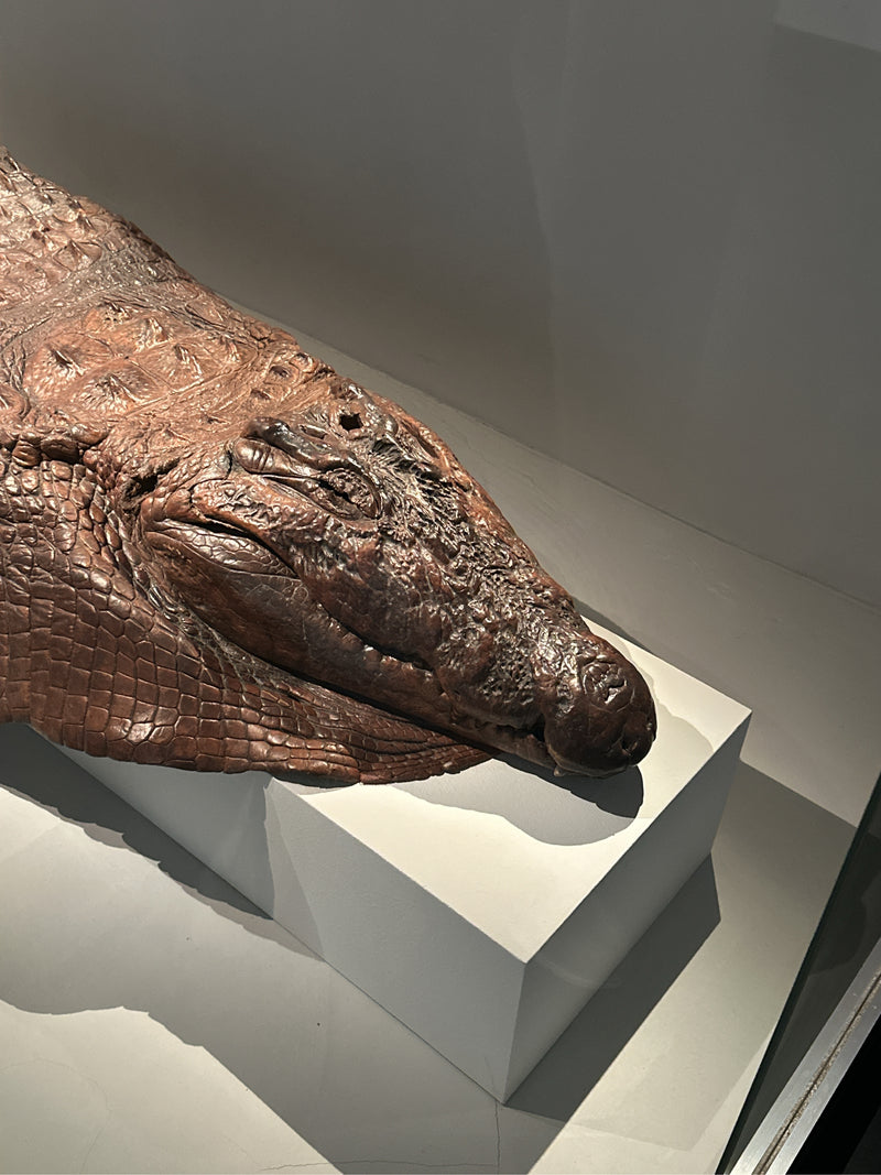 Australisches Süßwasserkrokodil — Bild 2