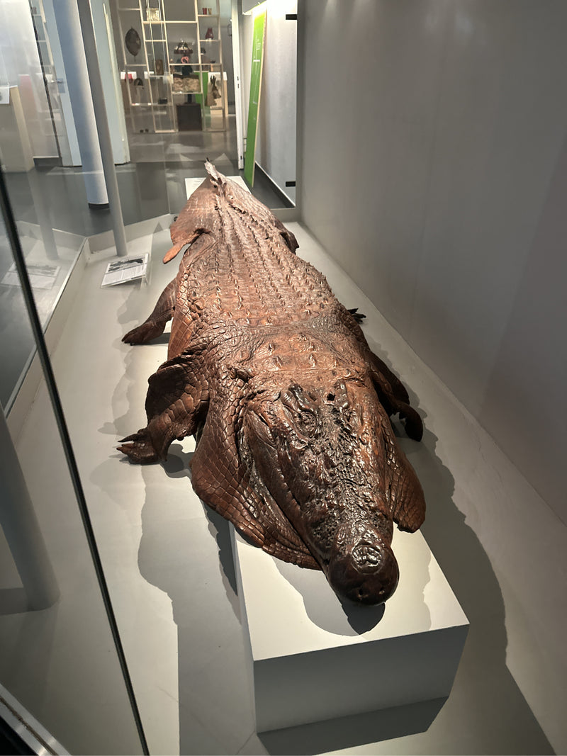 Australisches Süßwasserkrokodil — Bild 3