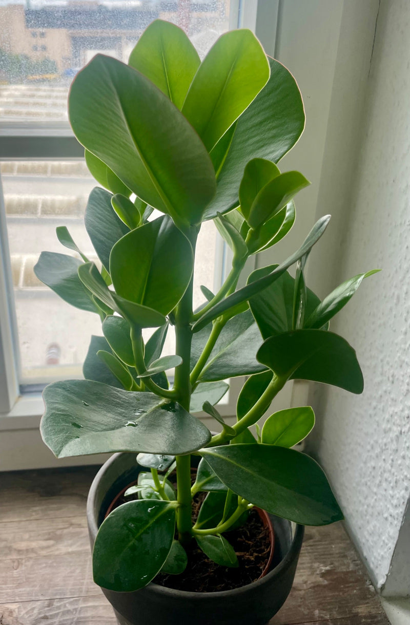 Auf dem Bild ist ein in einem Topf stehender Balsamapfel mit dicken, glänzenden Blättern zu sehen. Die Pflanze steht auf einer Fensterbank.