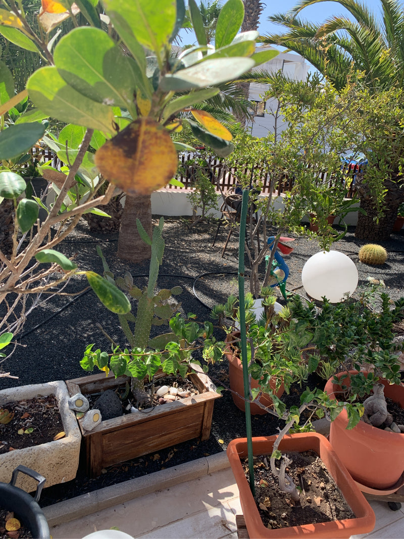 Zu sehen ist ein Zweig mit glänzenden, ledrigen Blättern des Balsamapfels im Vordergrund. Die Pflanze steht in einer sonnigen Gartenumgebung mit verschiedene...
