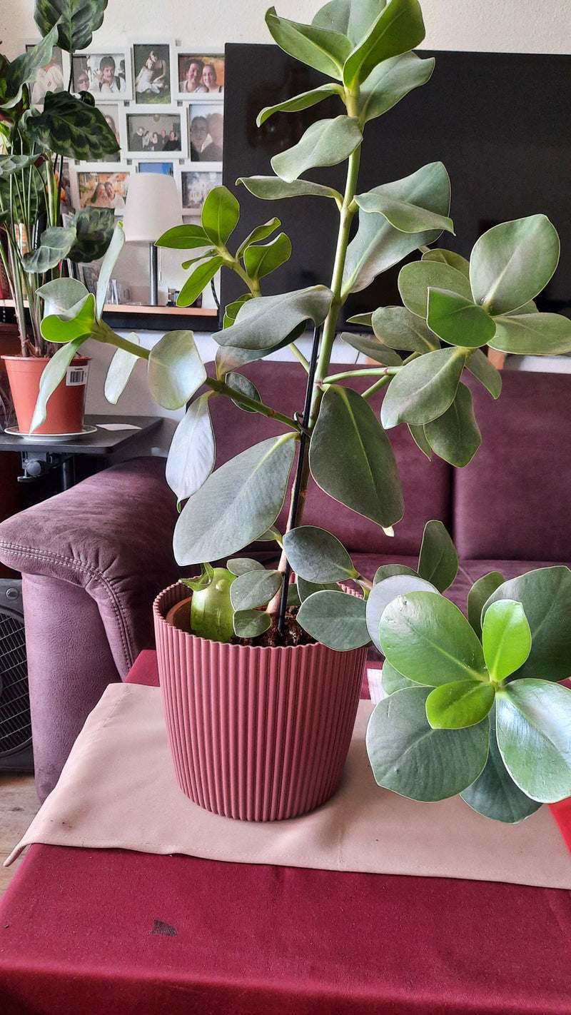 Zu sehen ist eine Zimmerpflanze in einem roten Blumentopf mit dicken, glänzenden Blättern. Die Pflanze steht auf einem Tisch in einem Wohnraum.