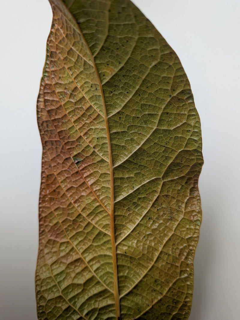 Avocado — Bild 3