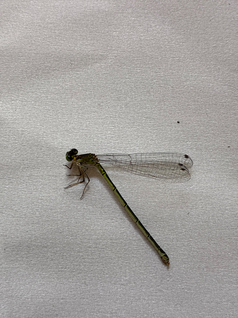 Azurjungfer (Gattung Coenagrion) — Bild 1
