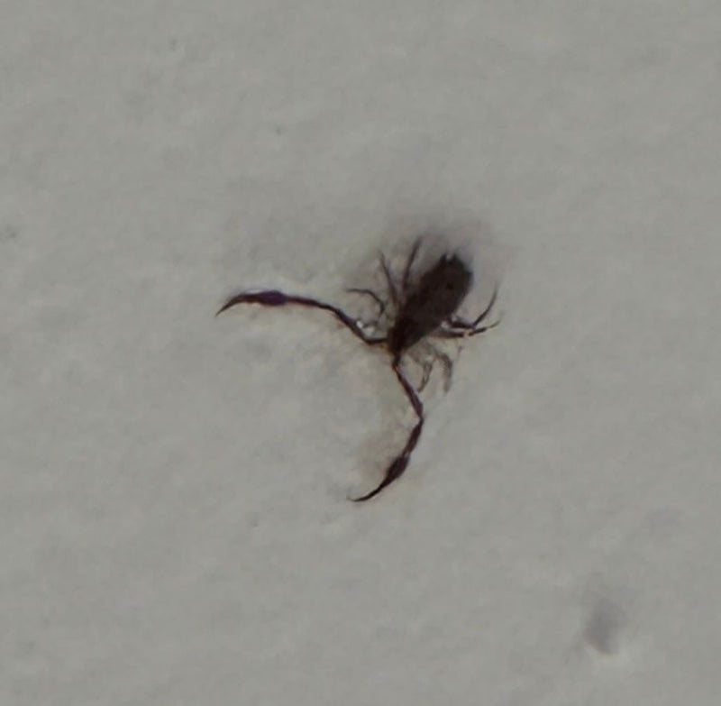 Bücherskorpion — Bild 2