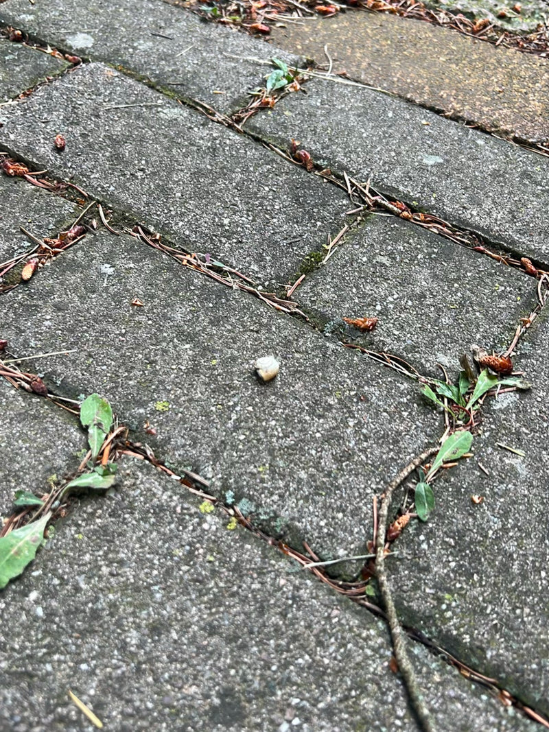 Schnirkelschnecke — Bild 2