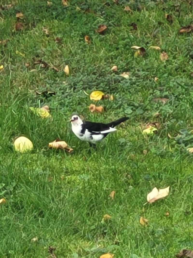 Eine Bachstelze steht auf einer grünen Wiese mit vereinzelten Blättern. Der Vogel zeigt sein typisches schwarz-weiß-graues Gefieder.