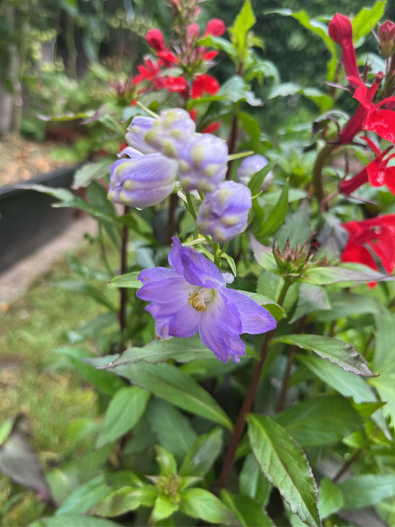 Ballonblume — Bild 3