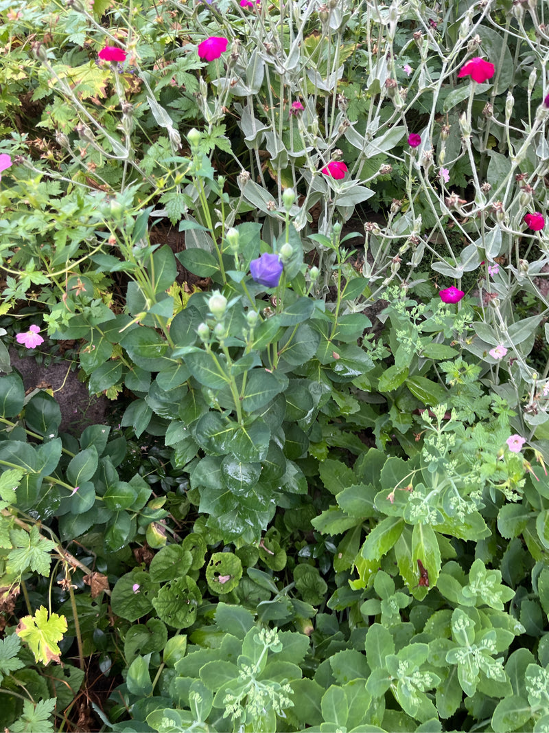 Ballonblume — Bild 1