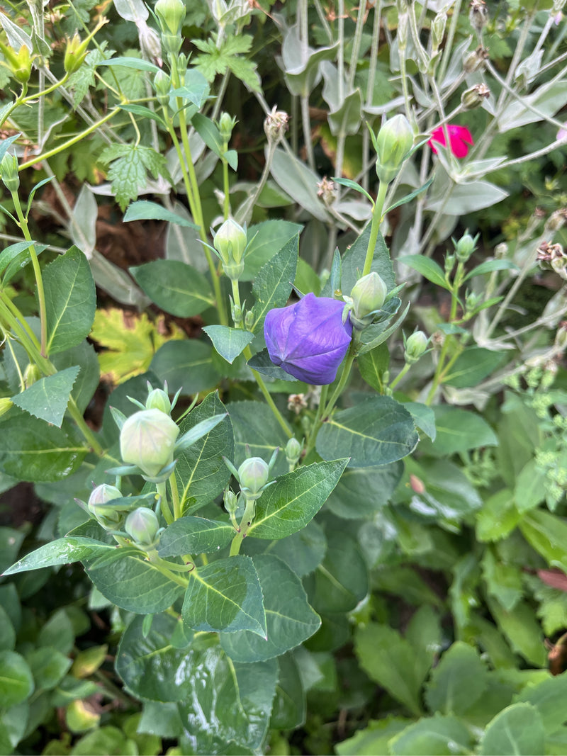 Ballonblume — Bild 2