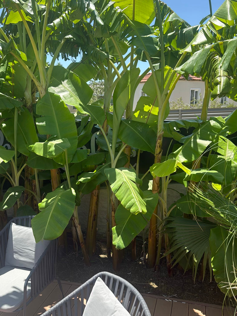 Banane — Bild 1